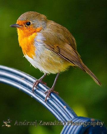 Robin