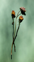 Pale Flower and Faded Roses on Muted Green