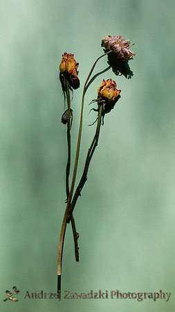 Pale Flower and Faded Roses on Muted Green