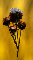 White Flower and Yellow Roses on Dark Yellow