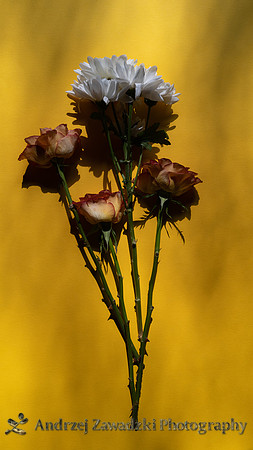 White Flower and Yellow Roses on Dark Yellow